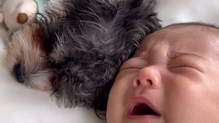 お昼寝中に赤ちゃんが大泣き→すぐ隣で寝ていた犬が…まさかの『寝かしつけ方』が尊いと話題　仲睦まじい様子に思わずほっこり(ブログ)