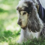 愛犬の高齢期に備えたい『介護の心構え』3つ　体調管理や生活環境の整え方などのポイント(ブログ)