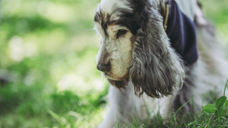 愛犬の高齢期に備えたい『介護の心構え』3つ　体調管理や生活環境の整え方などのポイント(ブログ)