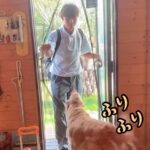 学校から帰ってきたお兄ちゃん→玄関をまたいだ瞬間、2匹の大型犬が…尊すぎる『全力のおかえりなさい』に反響「心が温まる」「羨ましい」(ブログ)
