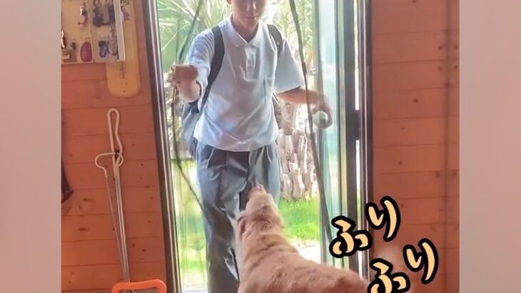 学校から帰ってきたお兄ちゃん→玄関をまたいだ瞬間、2匹の大型犬が…尊すぎる『全力のおかえりなさい』に反響「心が温まる」「羨ましい」(ブログ)