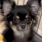 『53850円』で売れ残っていた犬→『家族になりたい』と強く思い、飼った結果…思わず涙する光景が118万再生「愛情…」「顔が違う」と反響(ブログ)