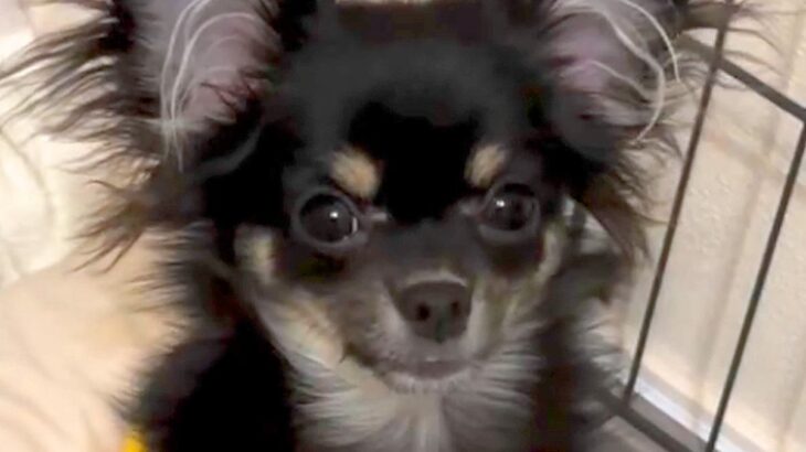 『53850円』で売れ残っていた犬→『家族になりたい』と強く思い、飼った結果…思わず涙する光景が118万再生「愛情…」「顔が違う」と反響(ブログ)
