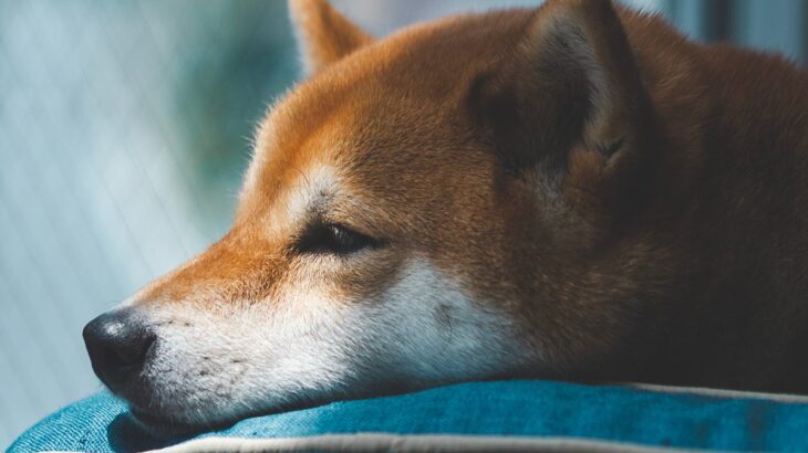 犬が短命になる『絶対NG行為』5選　寿命が縮んでしまう原因や長生きさせるためにできることまで(ブログ)