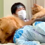 風邪をひいて寝込む男性→『犬と猫に癒してもらおう』と思ったら…あまりにも『違いすぎる対応』が8万再生「2匹とも可愛すぎる」「笑ったｗ」(ブログ)