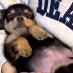 『手のひらサイズだった赤ちゃん犬が…』約1年後→語彙力を失うほど尊い『愛おしいビフォーアフター』が261万再生「お腹ぽんぽん」「最高」(ブログ)