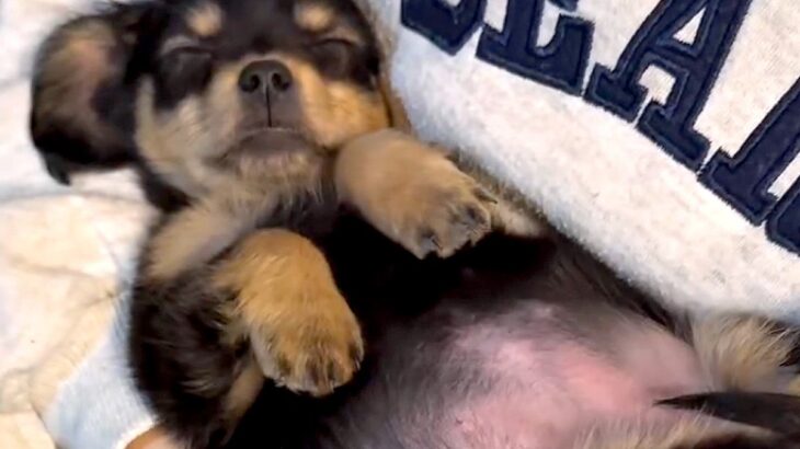 『手のひらサイズだった赤ちゃん犬が…』約1年後→語彙力を失うほど尊い『愛おしいビフォーアフター』が261万再生「お腹ぽんぽん」「最高」(ブログ)