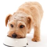 犬がみせる『食べ過ぎ』サイン5選　ご飯の与えすぎによるデメリットや注意すべき症状とは？(ブログ)