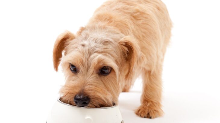 犬がみせる『食べ過ぎ』サイン5選　ご飯の与えすぎによるデメリットや注意すべき症状とは？(ブログ)