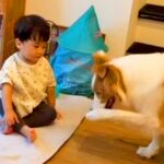 芸の練習をする賢い犬→動きを見た『小さな男の子』が、次の瞬間…思わず悶絶する『まさかの行動』が11万再生「兄弟の絆」「計算のない仕草」(ブログ)