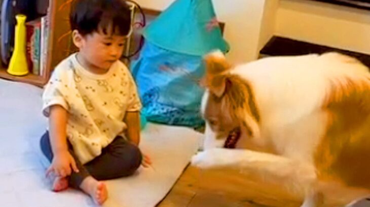 芸の練習をする賢い犬→動きを見た『小さな男の子』が、次の瞬間…思わず悶絶する『まさかの行動』が11万再生「兄弟の絆」「計算のない仕草」(ブログ)