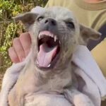 ゴミと一緒に『用水路に捨てられた子犬』を発見→保護しようとしたら…涙が止まらない『必死に自分を守ろうとする光景』が299万再生「泣いた」(ブログ)