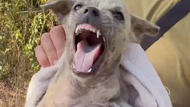 ゴミと一緒に『用水路に捨てられた子犬』を発見→保護しようとしたら…涙が止まらない『必死に自分を守ろうとする光景』が299万再生「泣いた」(ブログ)