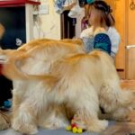 『合計体重が76キロ』の大型犬2匹→トリマーの姉が遊びに来た結果…愛が重すぎる『お出迎えの光景』が12万再生「たまらん」「幸せな重圧」(ブログ)