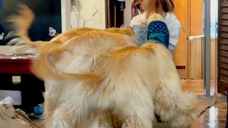 『合計体重が76キロ』の大型犬2匹→トリマーの姉が遊びに来た結果…愛が重すぎる『お出迎えの光景』が12万再生「たまらん」「幸せな重圧」(ブログ)