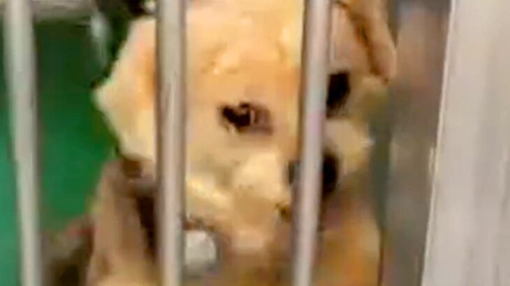 『殺してくれ』と施設に持ち込まれ、捨てられた犬→別の飼い主に助けられ…涙が出る『1年半後の光景』に反響「頑張ったね」「胸が苦しくなる」(ブログ)