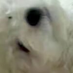 犬に『カメラ越し』に話しかけると、なぜかいつも…思わず笑ってしまう『ホラーのような光景』に3万いいね集まる「目がデカい化け物かとｗ」(ブログ)