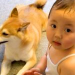 小さい女の子が、犬の誕生日に…お祝いしたくて見せた『愛あふれる行動』に感動の声「なんだか泣ける…」「一緒に成長してきたんだね」と絶賛(ブログ)