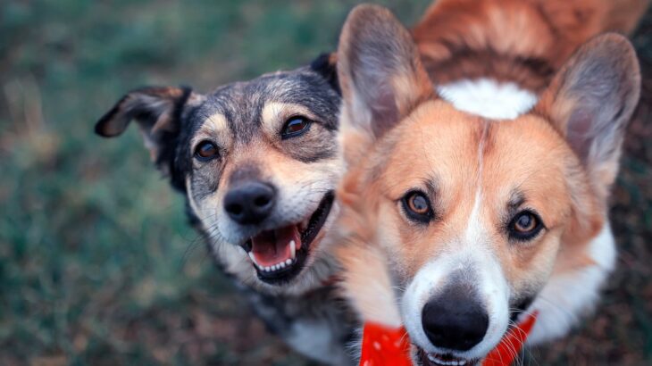 『仲が良い犬たち』がやりがちな3つの行動　コミュニケーションの意味やトラブルの可能性まで(ブログ)