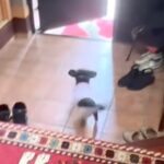 1人で実家に帰っていたパパが帰宅→玄関で『気配を察知した犬』が…想像以上の『熱烈大歓迎』に反響「倍速かと思ったｗｗ」「動き早すぎる」(ブログ)