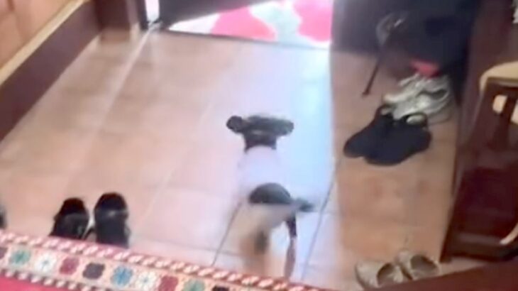 1人で実家に帰っていたパパが帰宅→玄関で『気配を察知した犬』が…想像以上の『熱烈大歓迎』に反響「倍速かと思ったｗｗ」「動き早すぎる」(ブログ)
