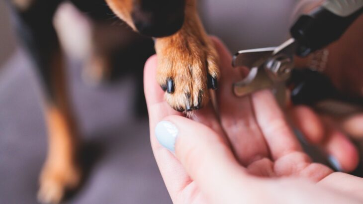 愛犬の『爪切り』を上手に行う5つのコツ　安全にカットする秘訣と嫌がるときの対処法も解説(ブログ)