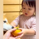 2歳の女の子に初めて『柿』をあげた結果→あまりの美味しさに驚愕して…可愛すぎる『まさかの行動』が109万再生「目つきがガチ」「犬の顔ｗ」(ブログ)