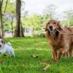 『小型犬と大型犬』生活の違い4選　かかる費用や異なる習慣、暮らしの注意点まで(ブログ)