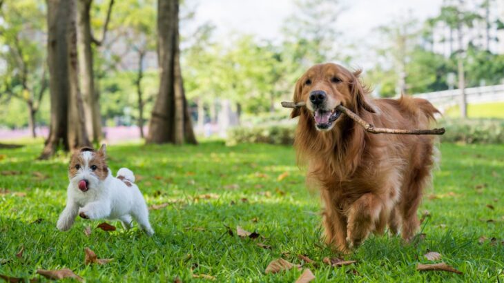 『小型犬と大型犬』生活の違い4選　かかる費用や異なる習慣、暮らしの注意点まで(ブログ)