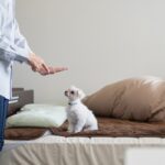 犬を『混乱させる』飼い主の行動4選　信頼関係が壊れてしまうかも？愛犬に与える悪影響まで(ブログ)