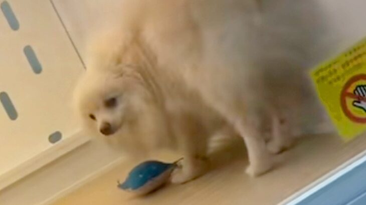 一番目立っていたのに『売れ残っていた犬』→気になって何度も通い、飼った結果…涙あふれる『素敵な光景』に感動「覚悟が伝わった」「泣ける」(ブログ)