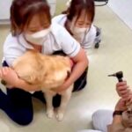病院で3人がかりの診察を受ける大型犬→思った以上に暴れてしまい…まさかの『コントのような光景』が87万再生「ドリフかな？」「吹いたｗ」(ブログ)