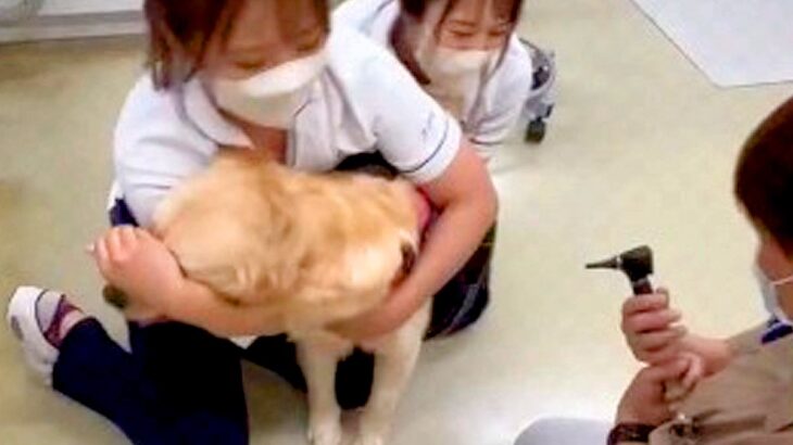 病院で3人がかりの診察を受ける大型犬→思った以上に暴れてしまい…まさかの『コントのような光景』が87万再生「ドリフかな？」「吹いたｗ」(ブログ)