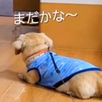 毎週末、施設にいるおばあちゃんと面会する犬→車椅子が見えた瞬間…泣けるほど尊い『愛を伝える光景』に感動「待ち遠しい感じが…」「愛おしい」(ブログ)