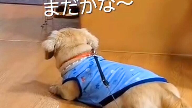 毎週末、施設にいるおばあちゃんと面会する犬→車椅子が見えた瞬間…泣けるほど尊い『愛を伝える光景』に感動「待ち遠しい感じが…」「愛おしい」(ブログ)