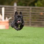 『有名アニメ』に登場する犬種5選　特徴や性格、国内での飼育頭数までご紹介(ブログ)