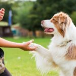 『頭のいい犬種』ランキングTOP５　賢いといわれている理由や意外と知られていない注意点まで解説(ブログ)