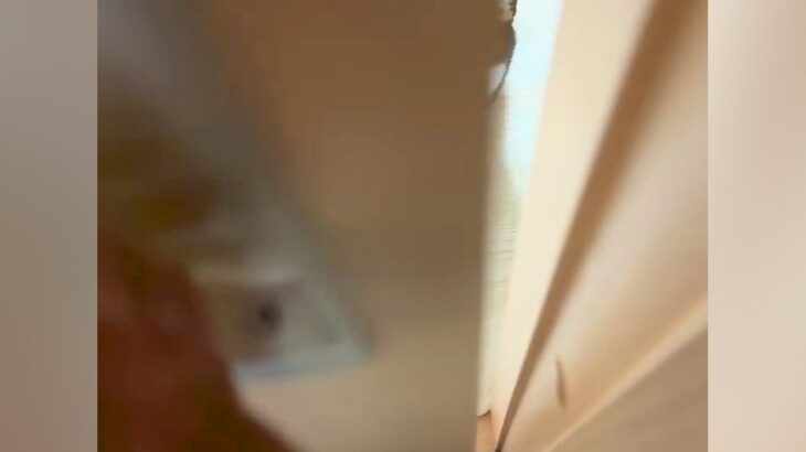 犬に気づかれないように家に帰った結果→ドアを開けてみたら…『まさかの光景』が41万再生「だるまさんが転んだで草」「最高のお出迎え」と反響(ブログ)