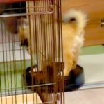 掃除ロボットに乗っている犬→降りたはずみでボタンを押してしまい…想定外すぎる『まさかの悲劇』が33万再生「最高ｗｗ」「大物になる」と反響(ブログ)