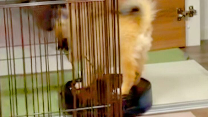掃除ロボットに乗っている犬→降りたはずみでボタンを押してしまい…想定外すぎる『まさかの悲劇』が33万再生「最高ｗｗ」「大物になる」と反響(ブログ)
