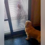 大好きなお兄ちゃんが連休で帰省→玄関で待っていた大型犬が…全身で愛情を表現した『熱烈大歓迎』が26万再生「ニヤニヤした」「愛が伝わる」(ブログ)