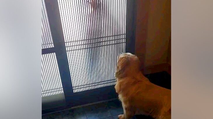 大好きなお兄ちゃんが連休で帰省→玄関で待っていた大型犬が…全身で愛情を表現した『熱烈大歓迎』が26万再生「ニヤニヤした」「愛が伝わる」(ブログ)