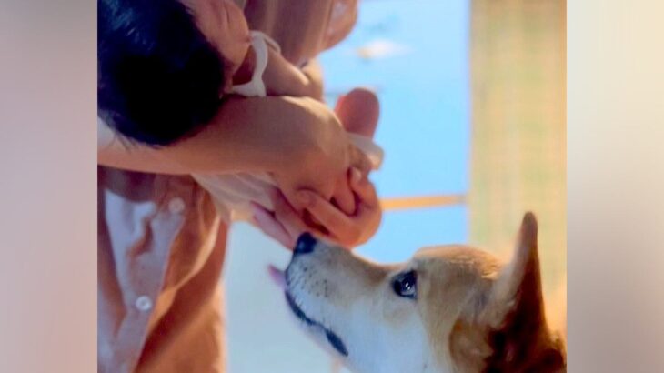 生まれたばかりの赤ちゃんを犬に見せたら…涙が出るほど尊い『はじめましてのご挨拶』が32万再生「おもちゃ貸してあげてる…」「愛おしすぎ」(ブログ)