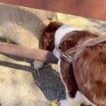 牧場にきた犬が『羊のおしりを嗅いだ』結果→衝撃的なニオイで…芸人顔負けのリアクションが28万再生「どういう感情？ｗ」「想像しちゃうｗ」(ブログ)