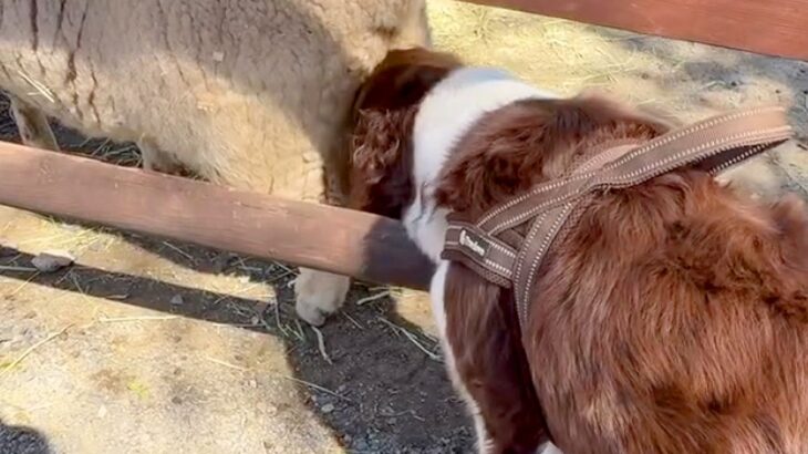 牧場にきた犬が『羊のおしりを嗅いだ』結果→衝撃的なニオイで…芸人顔負けのリアクションが28万再生「どういう感情？ｗ」「想像しちゃうｗ」(ブログ)