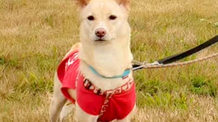 友人から『子犬にすれば？』と言われた女性→それでも元野犬を選んで飼った結果…涙が出る『感動的な展開』が11万再生「尊敬」「お幸せに」(ブログ)