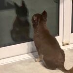 ２日間の研修に行った兄→犬が窓の前で待ち続けて…感動の再会かと思いきや『まさかの反応』に爆笑「最高ｗ」「究極のツンデレ」「愛おしい」(ブログ)