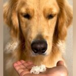 『貴族…？』初めて白米を見た大型犬…手に乗せて『食べていいよ』と言った結果…まさかのリアクションが77万再生「顔ｗｗ」「意志を感じる」(ブログ)