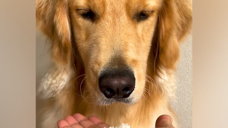 『貴族…？』初めて白米を見た大型犬…手に乗せて『食べていいよ』と言った結果…まさかのリアクションが77万再生「顔ｗｗ」「意志を感じる」(ブログ)