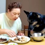 実家のおばあちゃんに犬を預けた結果、晩ご飯の時に…あまりにも尊い『まさかの光景』が186万再生「お行儀いい…」「なんて平和なの」と反響(ブログ)